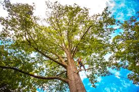 Best Tree Health Inspection  in Meadow Woods, FL