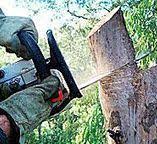 Best Utility Line Clearance  in Meadow Woods, FL
