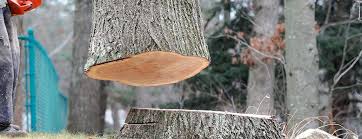 Trusted Meadow Woods, FL Tree Care Experts