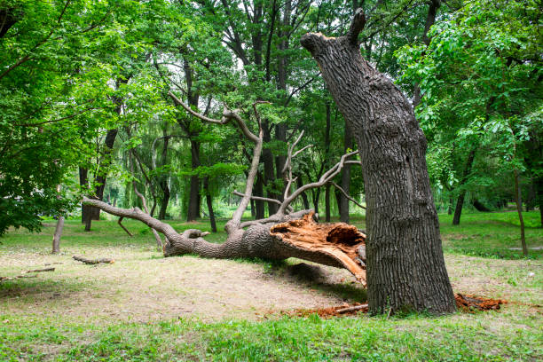 Best Tree Removal  in Meadow Woods, FL