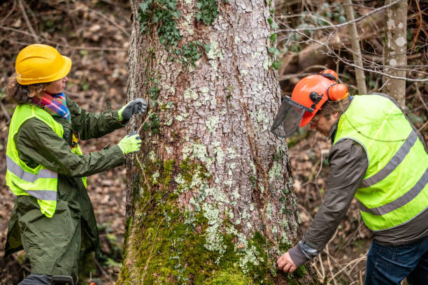 Best Hazardous Tree Removal  in Meadow Woods, FL