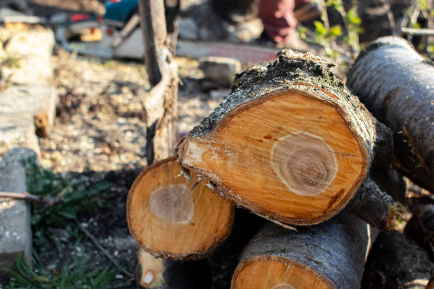 How Our Tree Care Process Works  in  Meadow Woods, FL