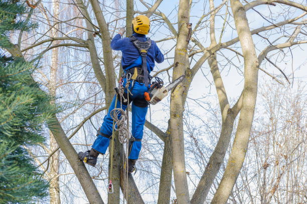 Best Tree Health Inspection  in Meadow Woods, FL