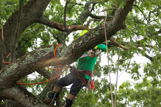 Best Tree Risk Assessment  in Meadow Woods, FL