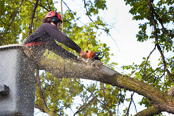 Best Tree and Shrub Care  in Meadow Woods, FL