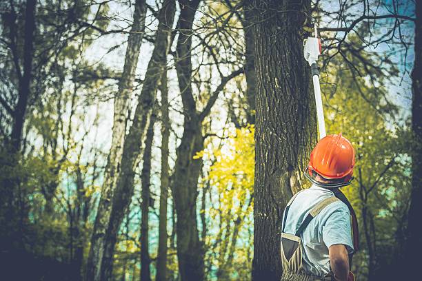 Best Tree Maintenance Programs  in Meadow Woods, FL