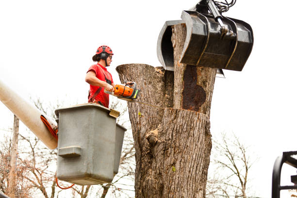 Best Tree Preservation Services  in Meadow Woods, FL